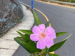 -马峦山郊野公园