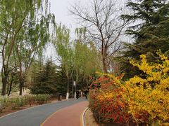 -大兴滨河森林公园