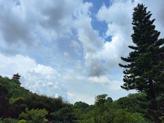 -深圳仙湖植物园