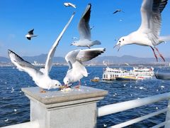-海埂大坝