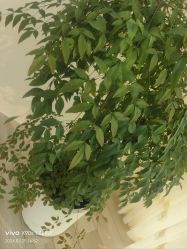 -HEYAN荷妍专业脱毛连锁机构