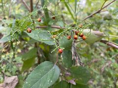 -阳台山自然风景区