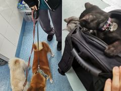 -北京赛佳动物医院