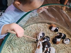 -正佳雨林生态植物园