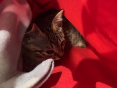 -瑞派申生动物医院·24H夜诊·国际动物医疗中心·骨外科(吴中路店)