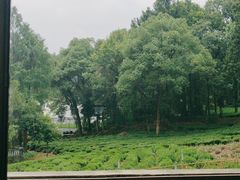 -野蔓果·山野菜(西湖景区·龙井茶田店)