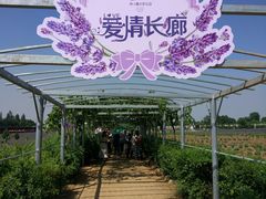 -曲江薰衣草庄园