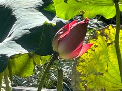 -浙江西子宾馆·牡丹厅