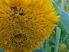 -长春公园(普阳街道)