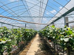 -马陆小张葡萄园农家乐