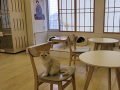 -Let's go狗咖·猫咖·奶狗·桌游(春熙路IFS店)