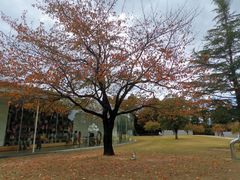 -金泽21世纪美术馆