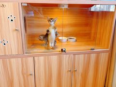 -猫十亿·布偶金渐层·曼基康矮脚猫舍(青年路店)
