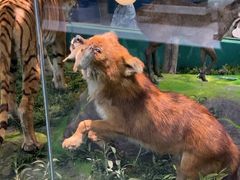 -国家自然博物馆