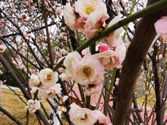 -桂溪生态公园