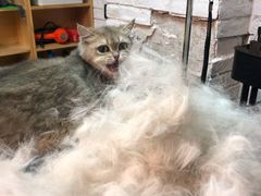 -Goku PET SHOP宠物视觉生活馆(双井店)