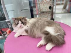 -FAELING PETS美天灵宠物(合生汇店)