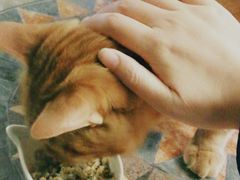 -猫猫幼稚园·撸猫·桌游·电玩