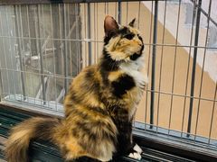 -猫色咖啡·猫咖