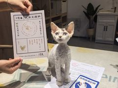 -山宅一喵德文卷毛猫舍
