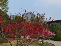 -莲花池公园