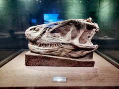 -自贡恐龙博物馆