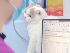 -创凡宠物医院·骨专科  猫科中心(西乡分院)