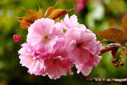 -美妍纹绣·半永久纹眉