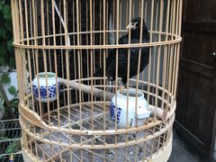 -丽江庭院·云南野生菌·海鲜火锅(鼓楼四合院店)