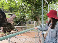 -西霞口神雕山野生动物世界