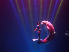 -芜湖新华联大白鲸海洋公园