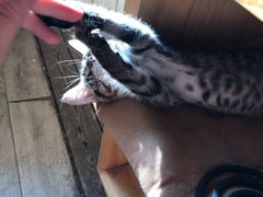 -海边的猫和咖啡馆