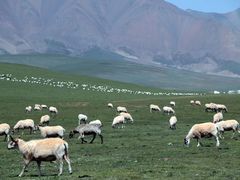-祁连山草原