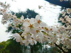 -武汉大学-樱园