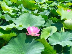 -荷塘月色湿地公园·向阳花洲