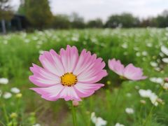 -杭州湾海上花田景区