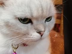 -李小姐の猫咖啡馆(五角场店)