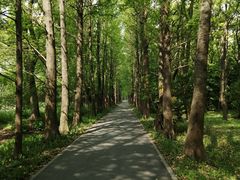 -上海滨江森林公园