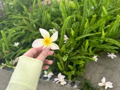 -日落吧·海景咖啡厅·餐酒吧·鸡尾酒·下午茶·乐队表演·浪漫夕阳·三亚文华东方酒店