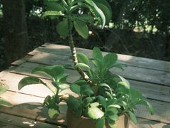 -花房咖啡 FLOWER YIN COFFEE