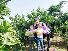 -上海长兴岛郊野公园