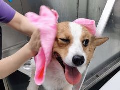 -北京观赏动物医院·24小时大型综合·猫专科·异宠专科