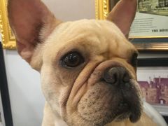 -柯斗斗主题餐厅·狗咖·围炉煮茶·茶饮(国瑞升平里店)