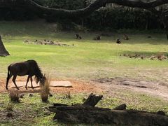 -奥兰多迪士尼动物王国乐园