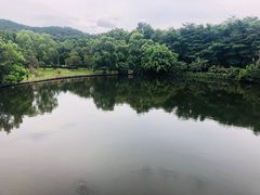 -大屏嶂森林公园