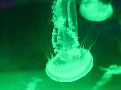 -海合安成都极地海洋公园