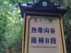 -西双版纳原始森林公园