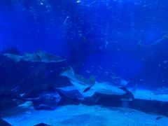 -海合安成都极地海洋公园