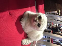 Mikaku-MIKAKU(万达广场上海宝山店)