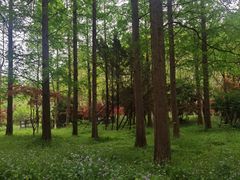 -东平国家森林公园